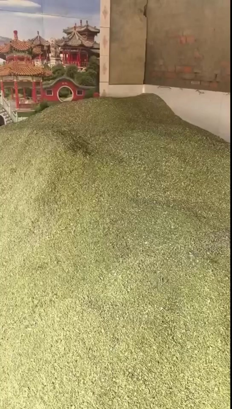 槐米通货出售。