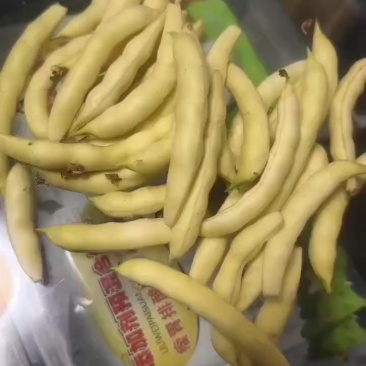 黄金沟豆角