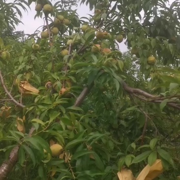 脆蜜桃