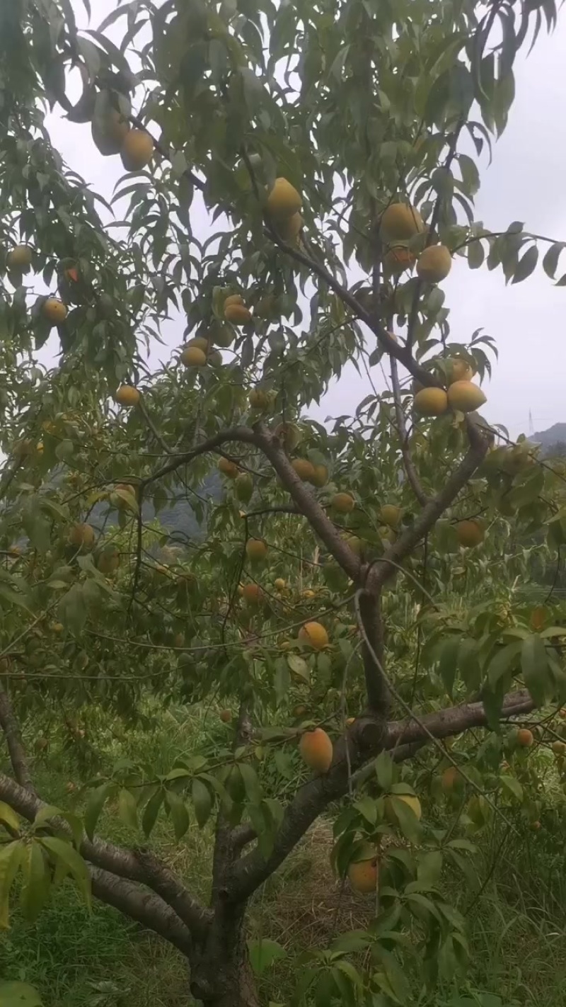 脆蜜桃
