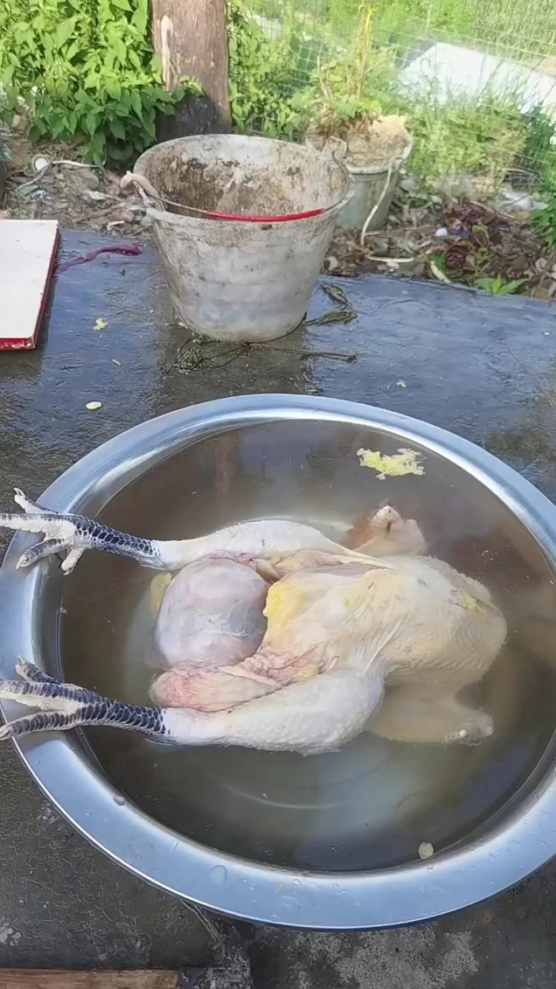 鸡宝