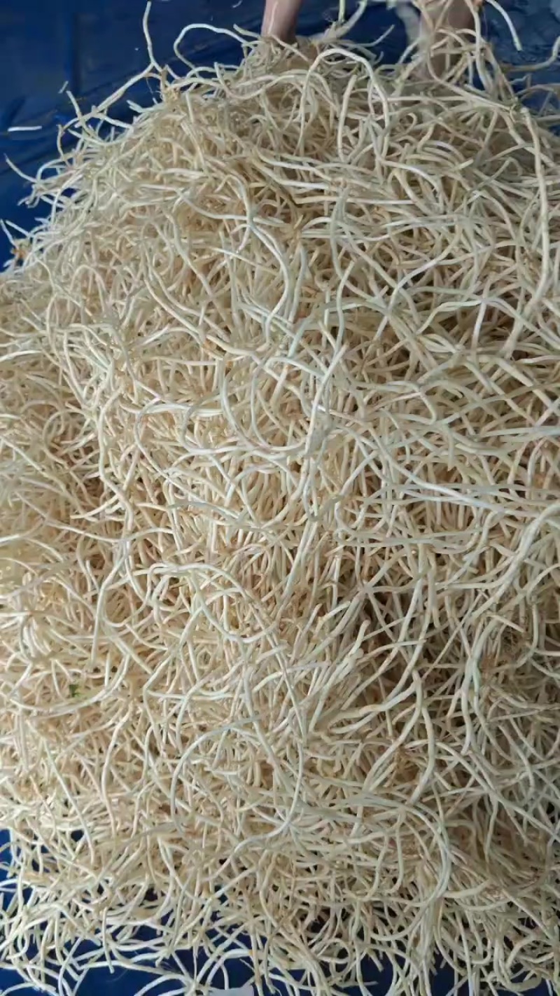 折耳根鱼腥草当天现挖泡沫箱装袋装