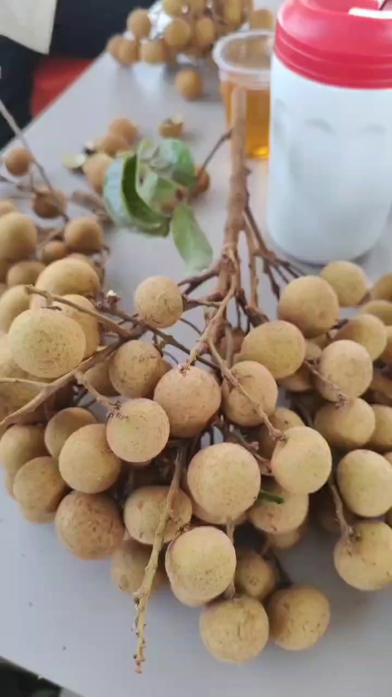 高州龙眼