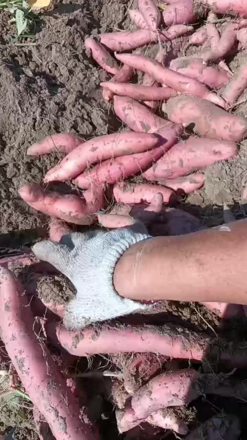 唐山烟薯
