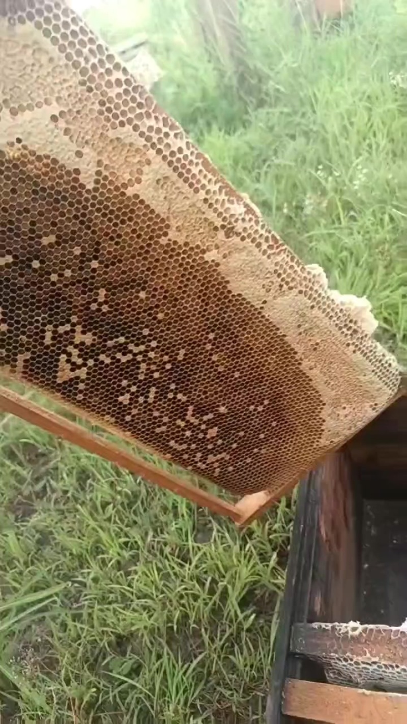 土蜂蜜