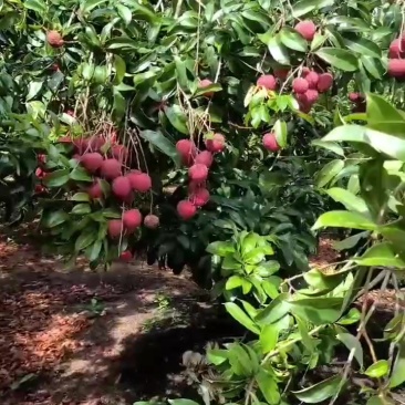广东陆丰凤花荔枝