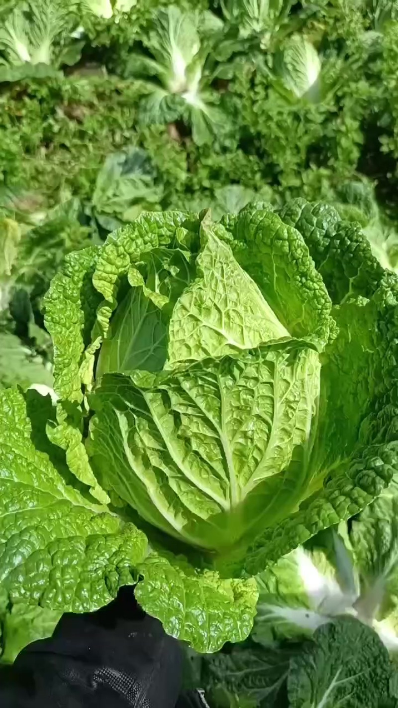 白菜