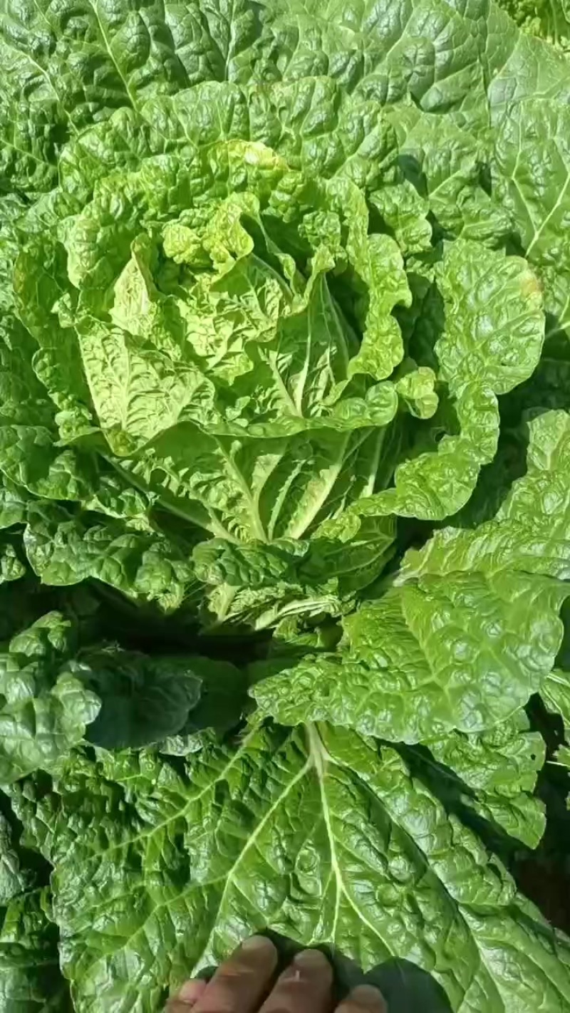 白菜