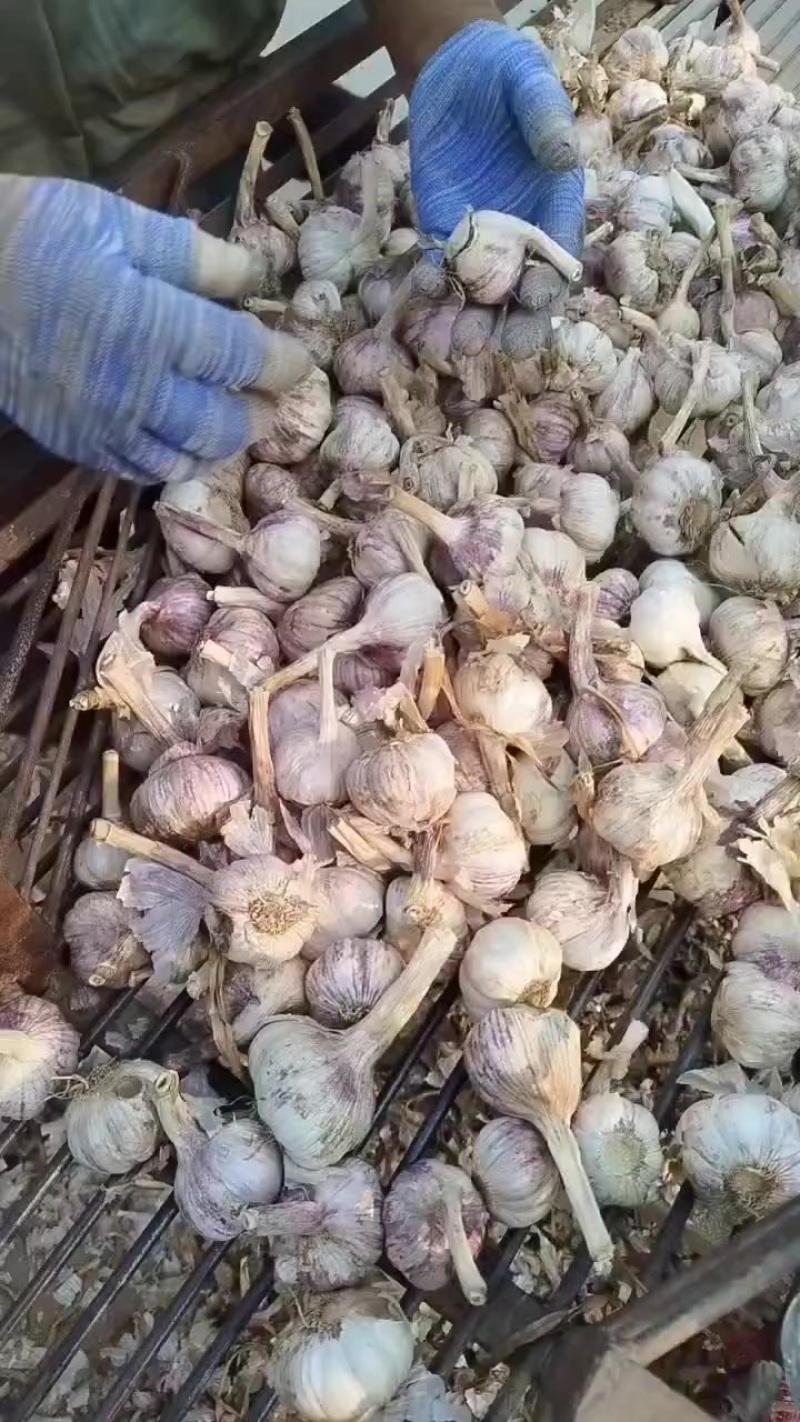 大蒜