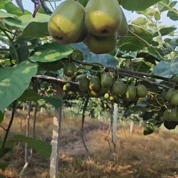 红阳红心猕猴桃，预售，预售，3万多斤，自家的。