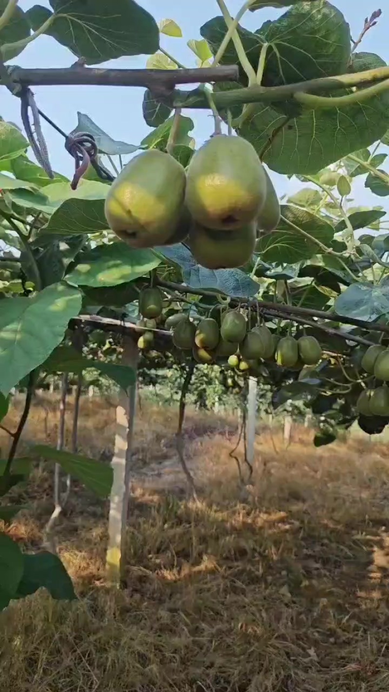 红阳红心猕猴桃，预售，预售，3万多斤，自家的。