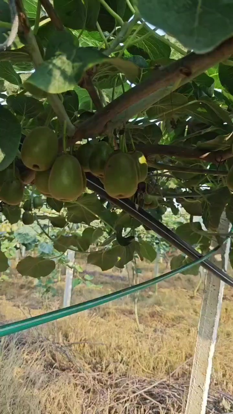 红阳红心猕猴桃，预售，预售，3万多斤，自家的。