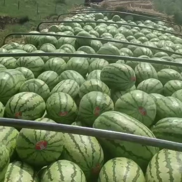 大量金城5号