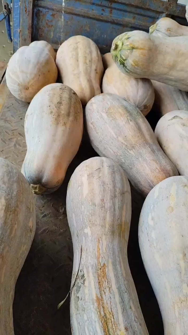 蜜本南瓜