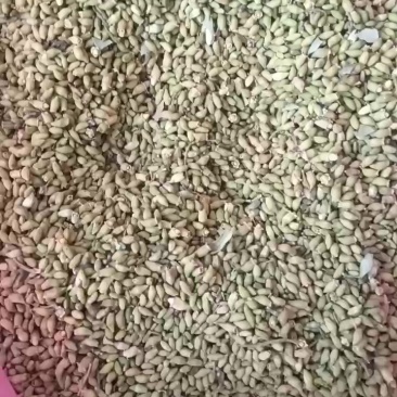 我想卖槐米