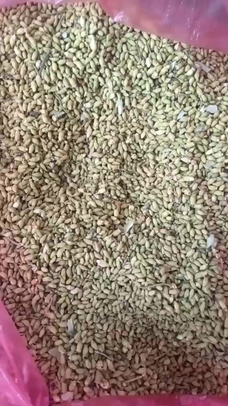 我想卖槐米