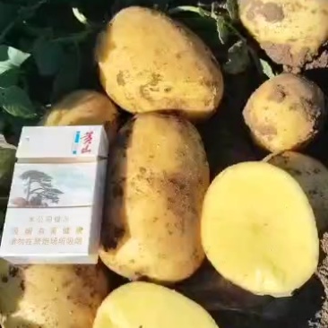 龙丹1号，大量有货