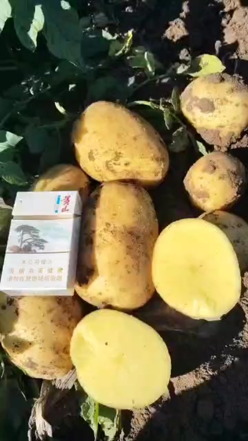 龙丹1号，大量有货