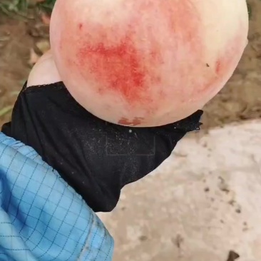 自己家果园，早九宝，一掰两开，需要的联系