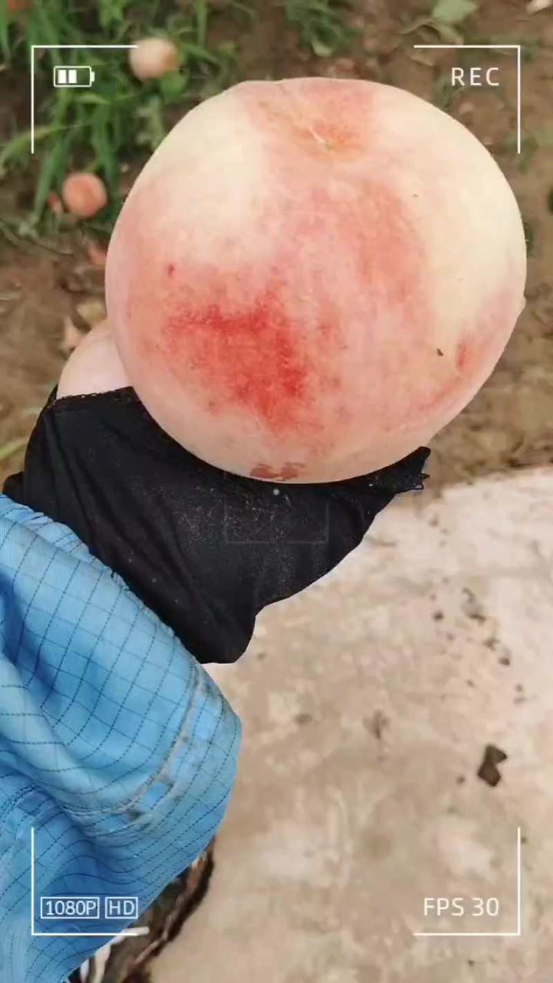 自己家果园，早九宝，一掰两开，需要的联系