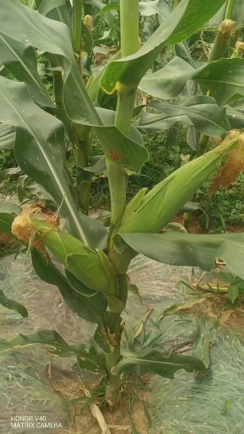 水果玉米美玉27号
