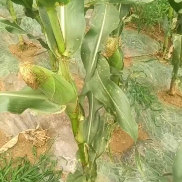 水果玉米美玉27号