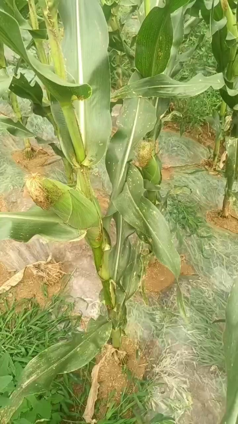 水果玉米美玉27号