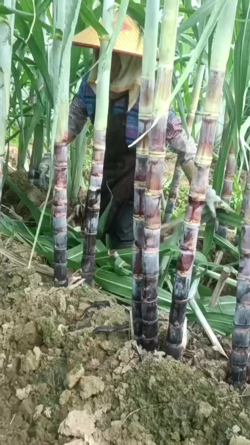 黑皮水果甘蔗