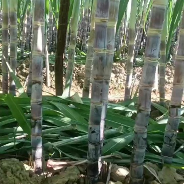 黑皮水果甘蔗