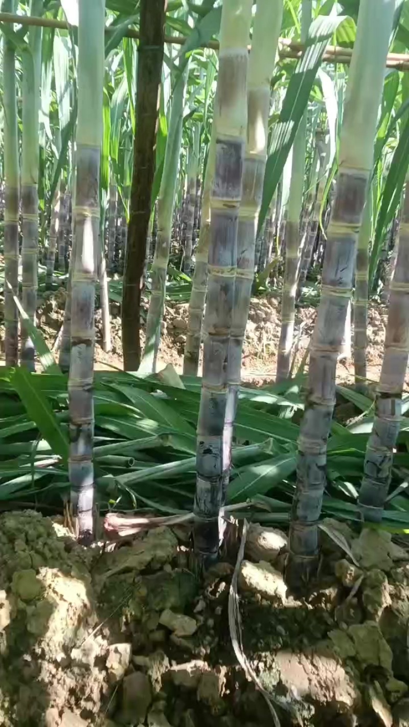 黑皮水果甘蔗
