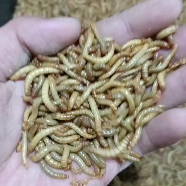 辽宁辽阳黄粉虫