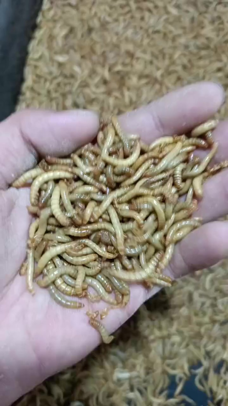 辽宁辽阳黄粉虫