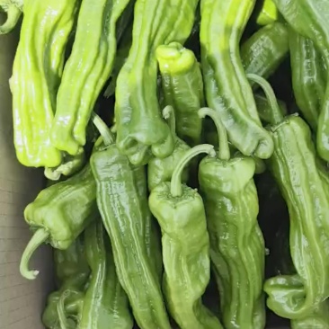 精品芜湖椒