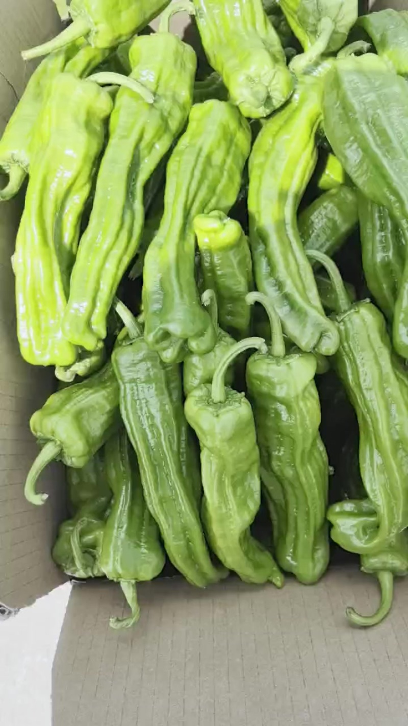 精品芜湖椒