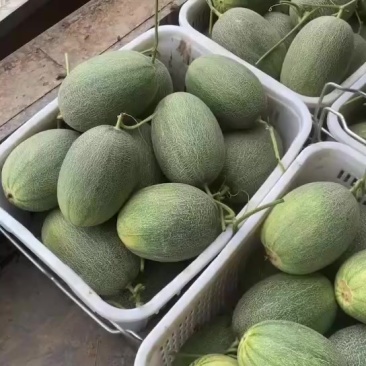 哈密瓜次品瓜，甜度13，瓜皮有裂口