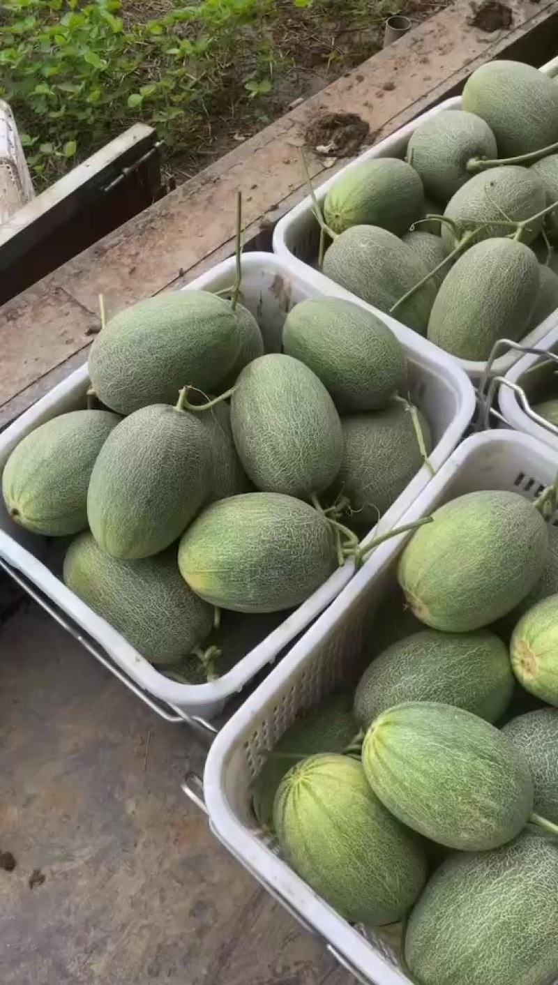 哈密瓜次品瓜，甜度13，瓜皮有裂口