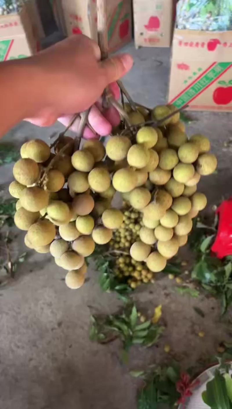广东电白石峡龙眼