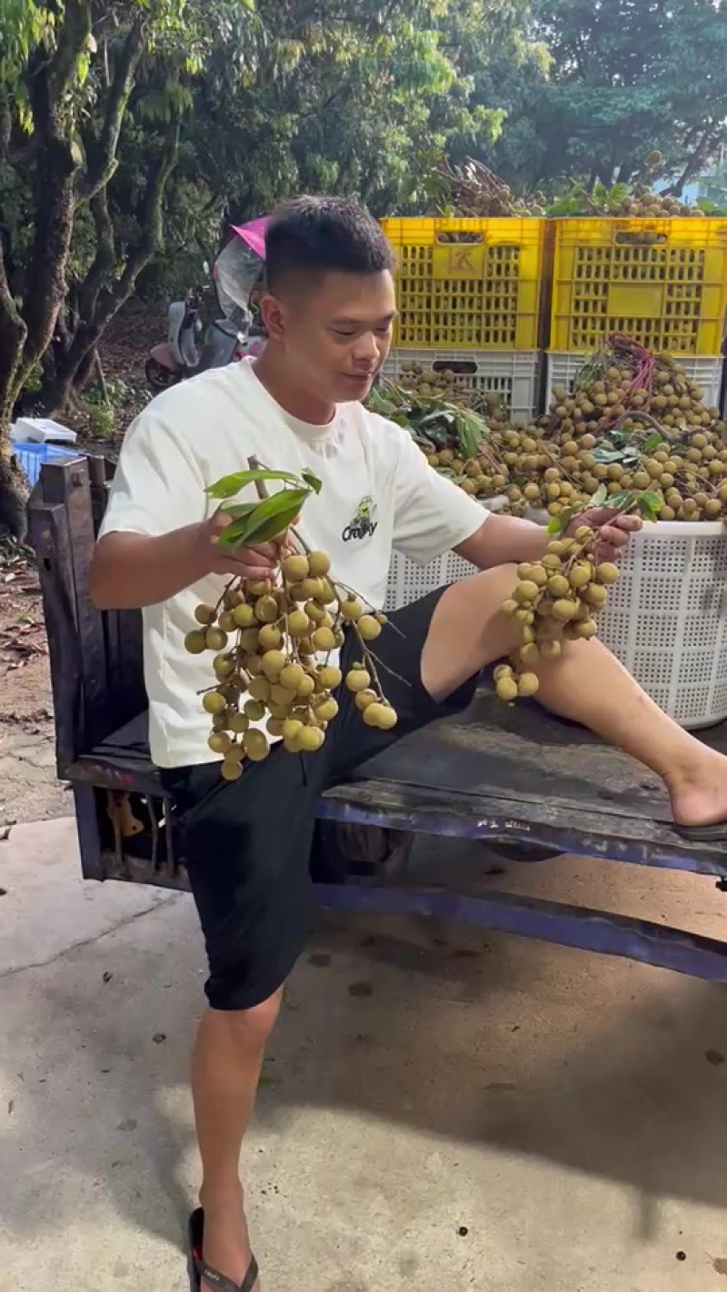 广东电白石峡龙眼