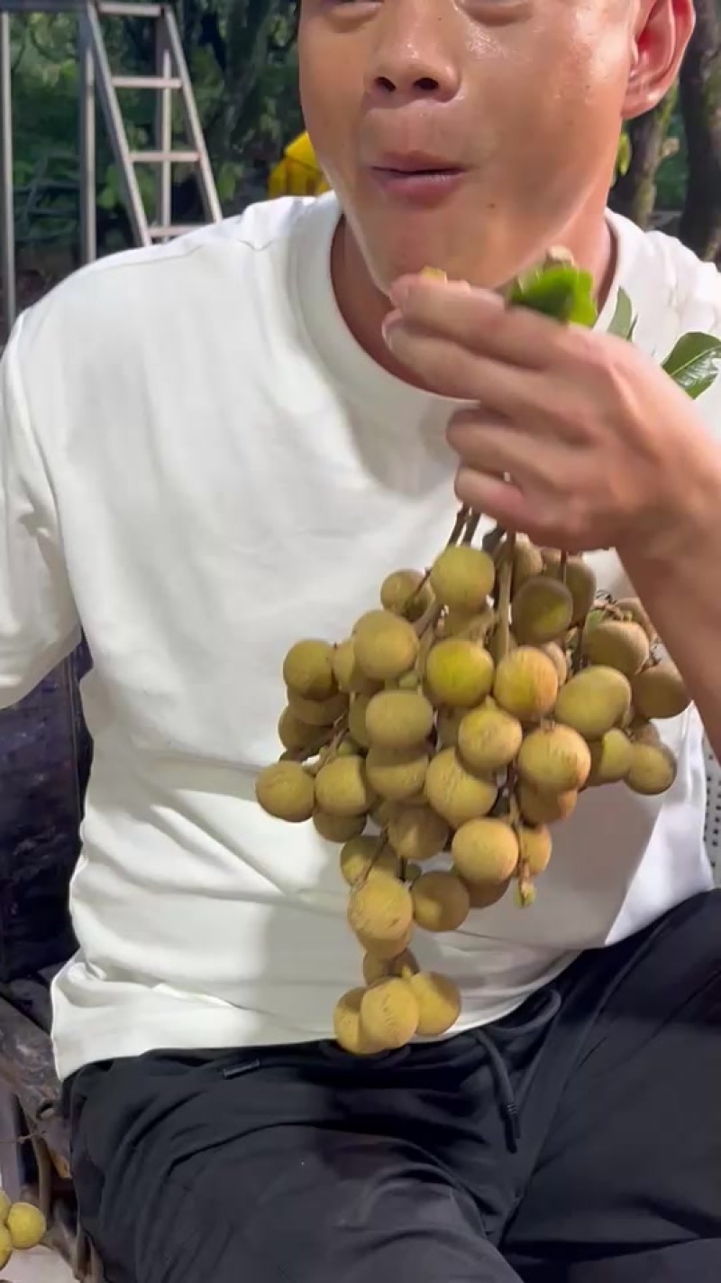 广东电白石峡龙眼