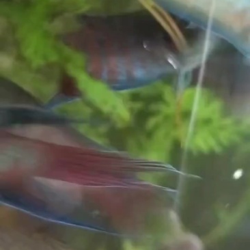 斗鱼
