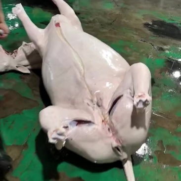 带皮马肉精修去油量大从优