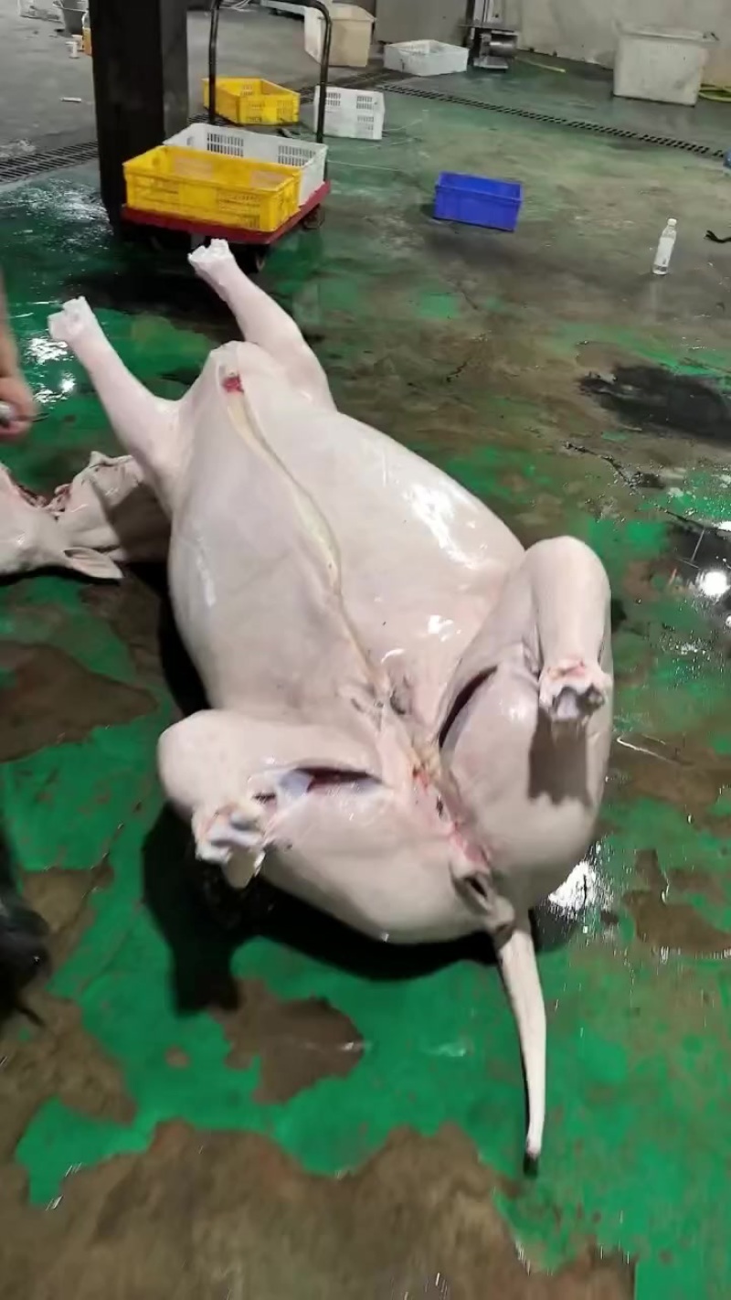 带皮马肉精修去油量大从优