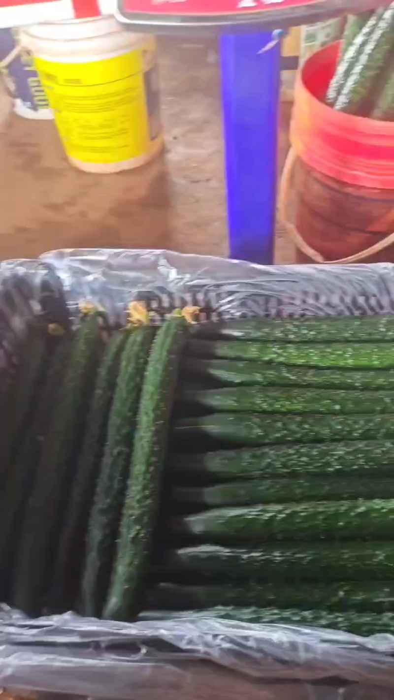 云南昆明带刺青瓜
