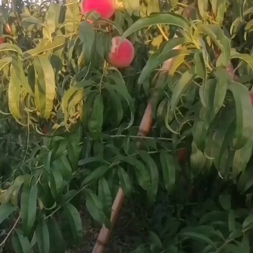 桃
