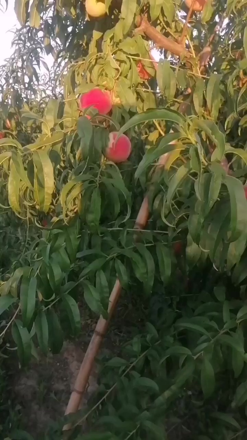桃