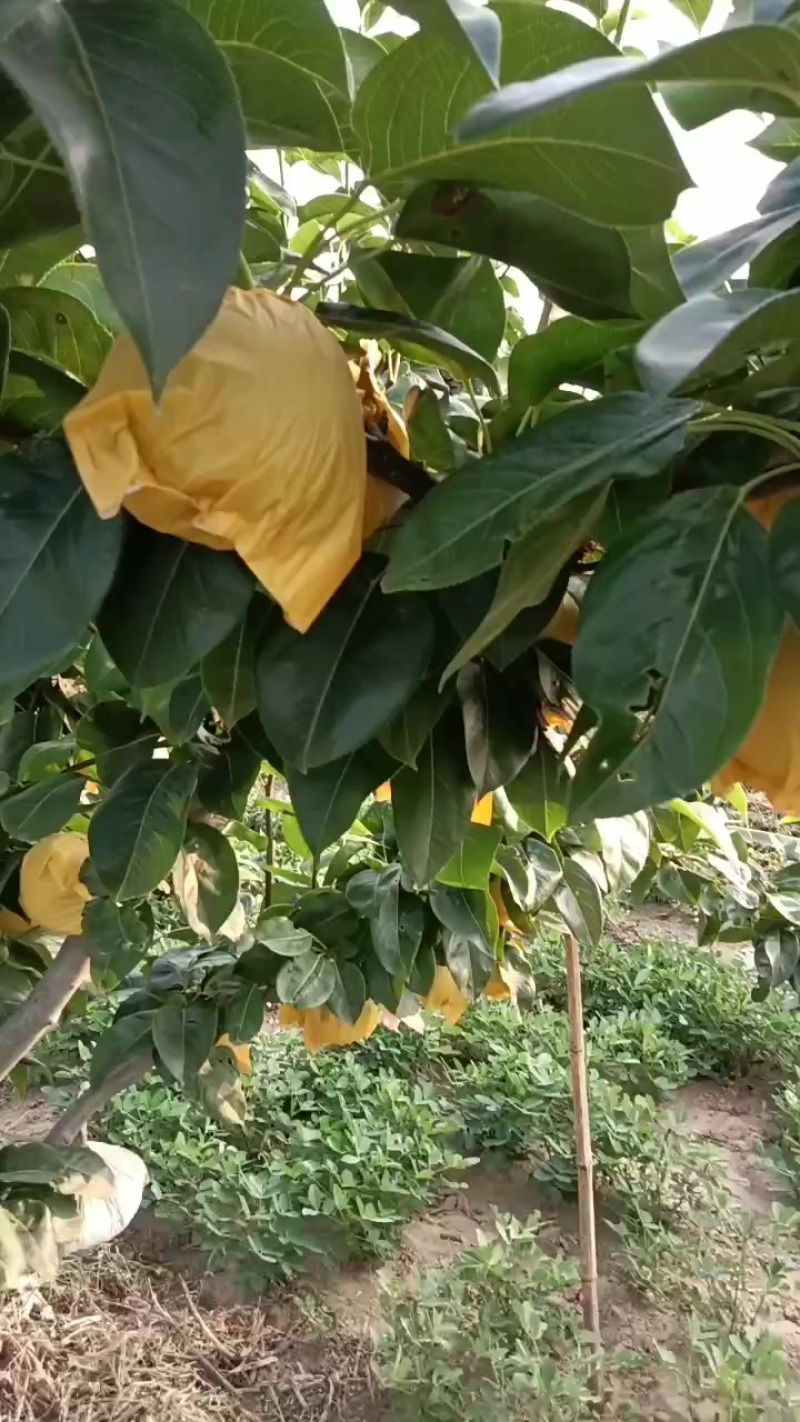 翠冠梨