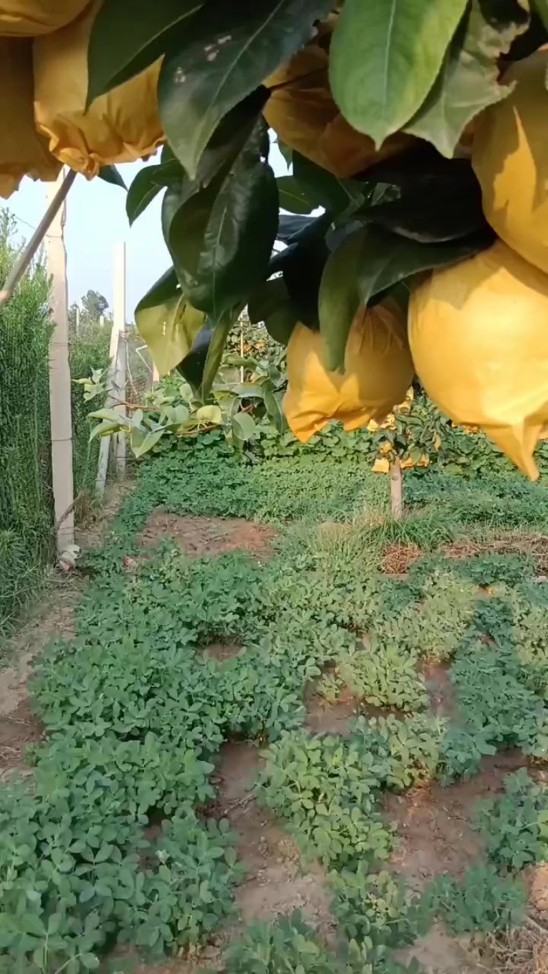翠冠梨