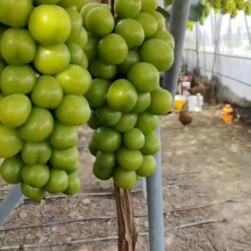 阳光玫瑰
