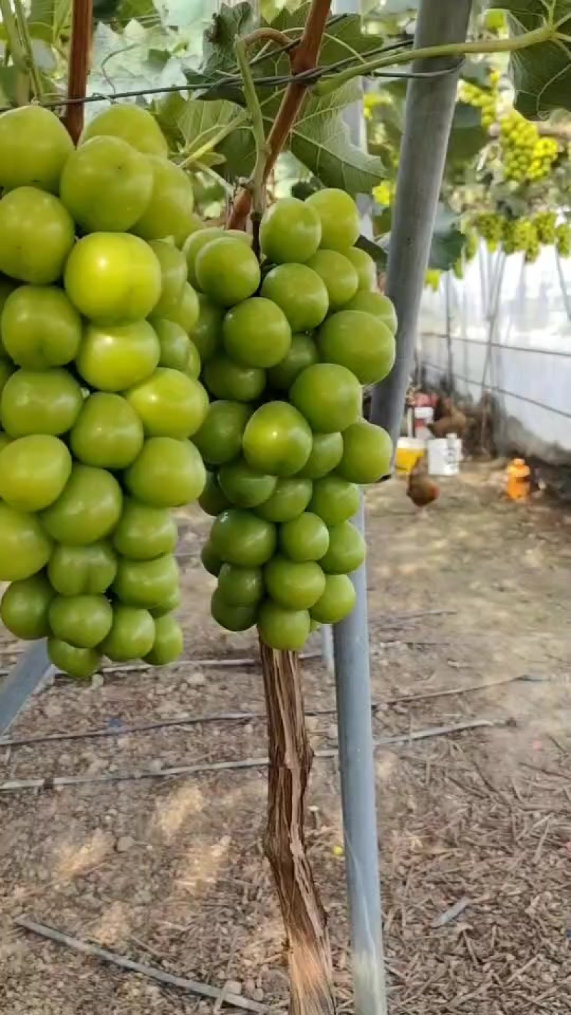 阳光玫瑰