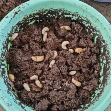 竹象鼻虫